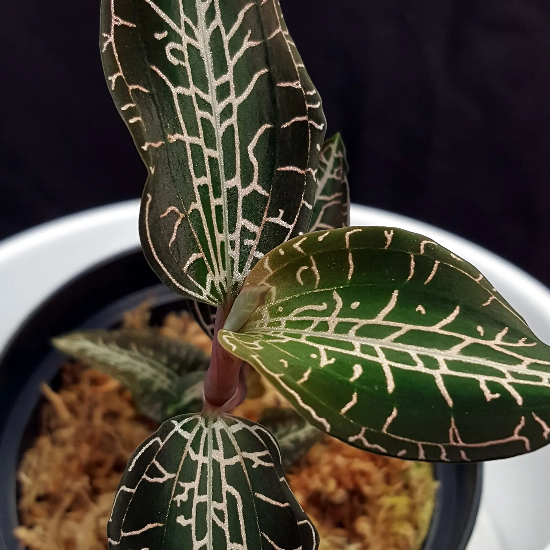 Goodyera pusilla 'Dreaming Track' rare variety!